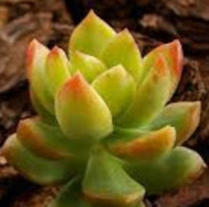 Meet your Posher, Yahaira